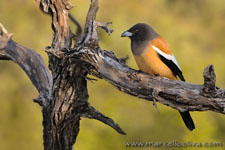 Ranthambhore NP, The Tiger
