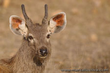 Ranthambhore NP, The Tiger