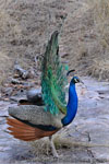 Ranthambhore NP, The Tiger