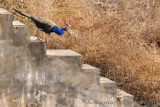 Ranthambhore NP, The Tiger