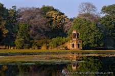 Ranthambhore NP, The Tiger