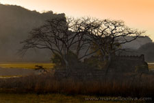 Ranthambhore NP, The Tiger