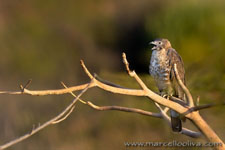 Ranthambhore NP, The Tiger