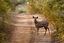 Ranthambhore NP, The Tiger