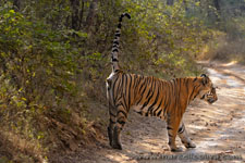 Ranthambhore NP, The Tiger
