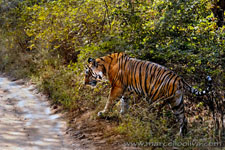 Ranthambhore NP, The Tiger