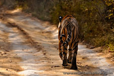 Ranthambhore NP, The Tiger