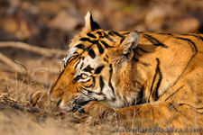 Ranthambhore NP, The Tiger