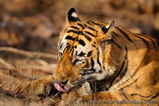 Ranthambhore NP, The Tiger