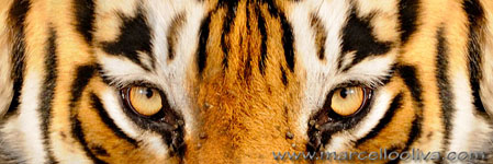 Ranthambhore NP, The Tiger