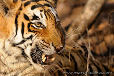 Ranthambhore NP, The Tiger