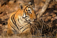 Ranthambhore NP, The Tiger