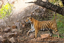 Ranthambhore NP, The Tiger