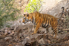 Ranthambhore NP, The Tiger