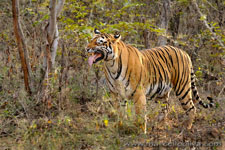 Ranthambhore NP, The Tiger