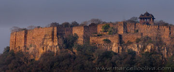 Ranthambhore NP, The Tiger