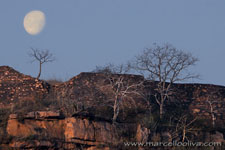 Ranthambhore NP, The Tiger