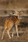 Ranthambhore NP, The Tiger