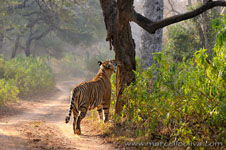 Ranthambhore NP, The Tiger