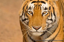 Ranthambhore NP, The Tiger