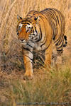 Ranthambhore NP, The Tiger