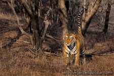 Ranthambhore NP, The Tiger