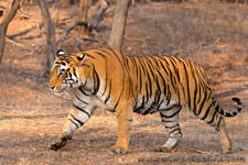 Ranthambhore NP, The Tiger