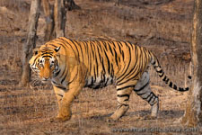 Ranthambhore NP, The Tiger
