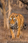 Ranthambhore NP, The Tiger