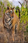 Ranthambhore NP, The Tiger
