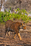 Ranthambhore NP, The Tiger
