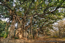 Ranthambhore NP, The Tiger