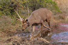 Ranthambhore NP, The Tiger