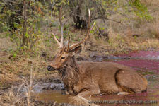 Ranthambhore NP, The Tiger