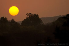 Ranthambhore NP, The Tiger