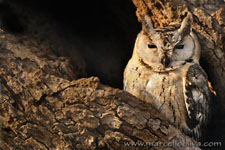 Ranthambhore NP, The Tiger