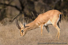 Ranthambhore NP, The Tiger