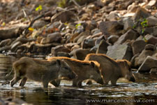 Ranthambhore NP, The Tiger