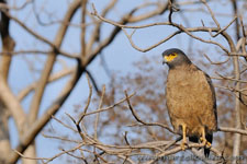Ranthambhore NP, The Tiger