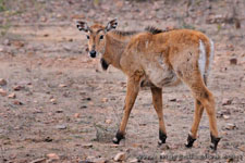 Ranthambhore NP, The Tiger