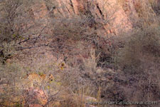 Ranthambhore NP, The Tiger