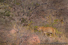 Ranthambhore NP, The Tiger