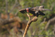 Ranthambhore NP, The Tiger