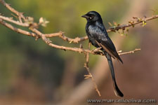 Ranthambhore NP, The Tiger