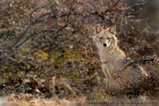 Ranthambhore NP, The Tiger