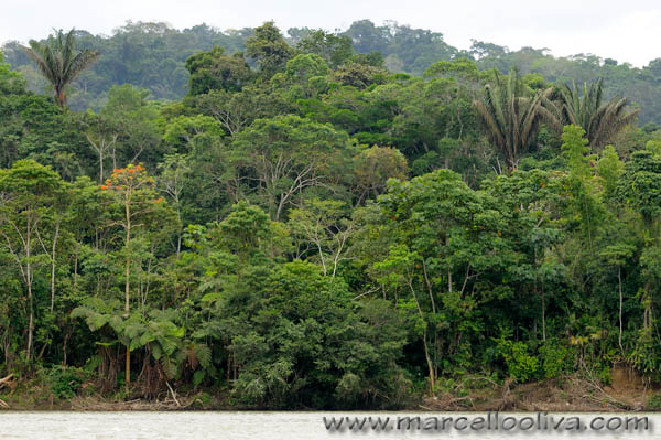 amazon forest