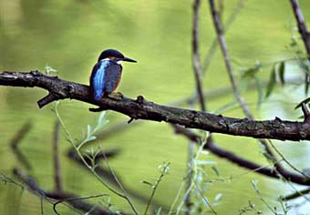 Martin pescatore - Kingfisher