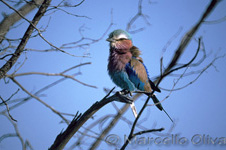 Kruger NP, Lilac-breasted roller, Ghiandaia marina petto lilla