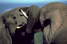 Hlumhluwe Nature Reserve, Elephants, Elefanti