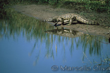 Umfolozi Nature Reserve, Crocodile, Coccodrillo